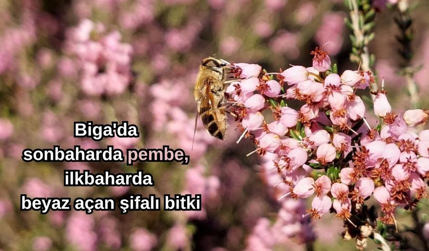 Biga'da sonbaharda pembe, ilkbaharda beyaz açan şifalı bitki