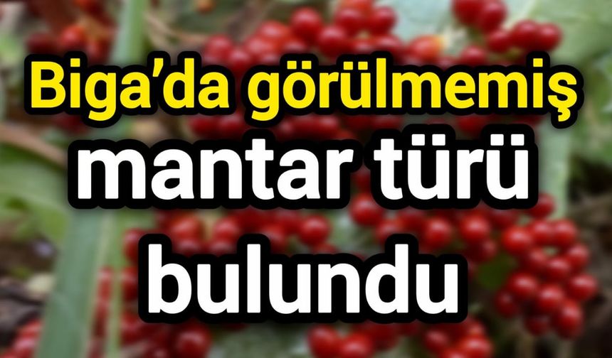 Çanakkale Biga’da görülmemiş mantar türü bulundu