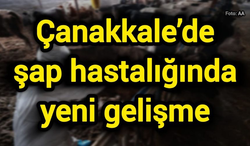 Çanakkale’de şap hastalığında yeni gelişme