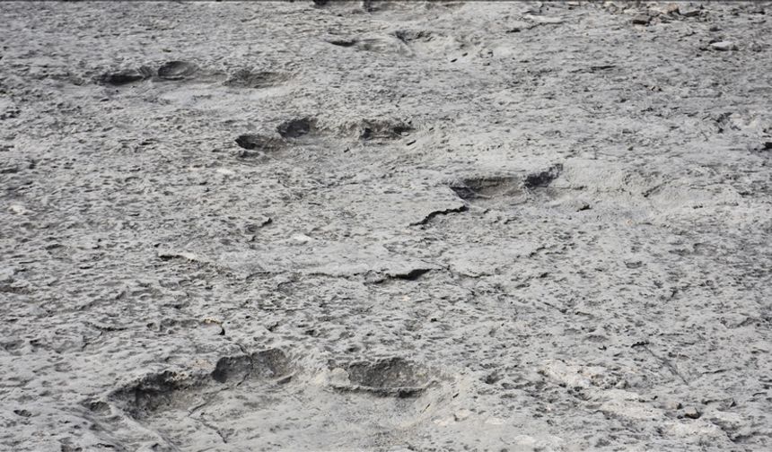 200 milyon yıllık binlerce dinozor ayak izi keşfedildi