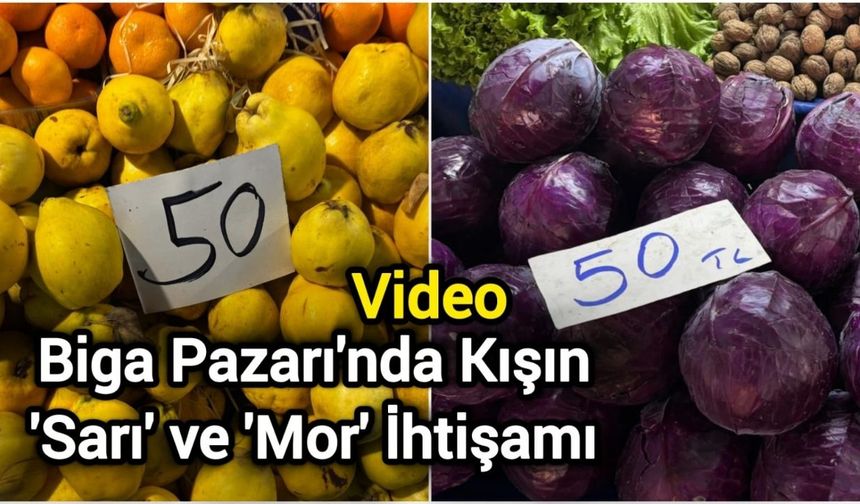Biga Pazarı'nda Kışın 'Sarı' ve 'Mor' İhtişamı