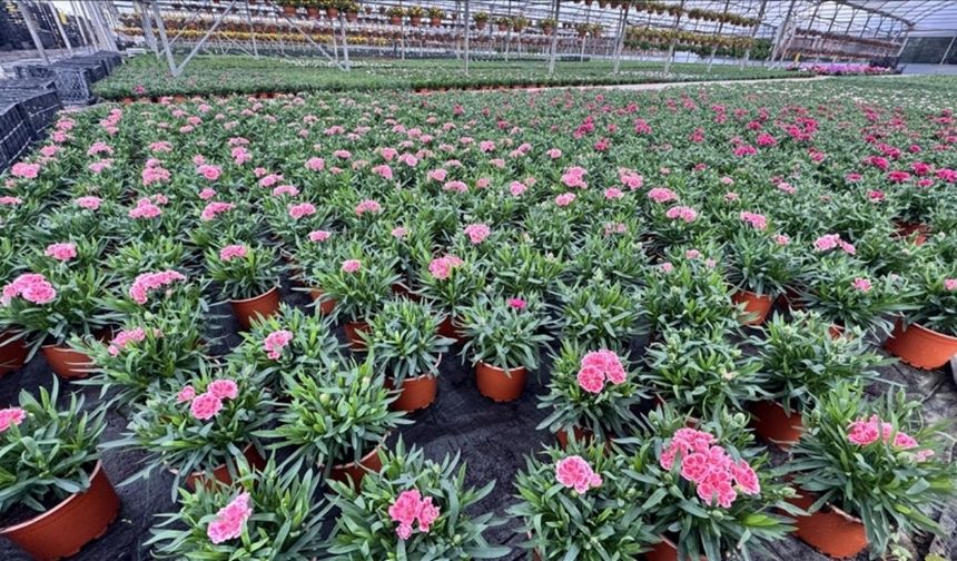 Kurakçıl peyzaja yönelik üretim!