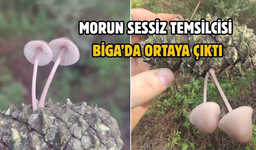 Morun sessiz temsilcisi Biga’da ortaya çıktı