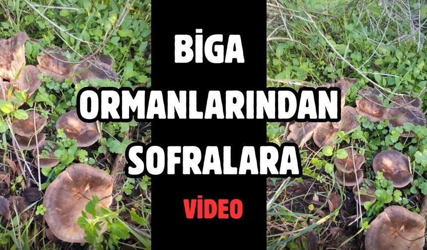 Biga ormanlarından sofralara