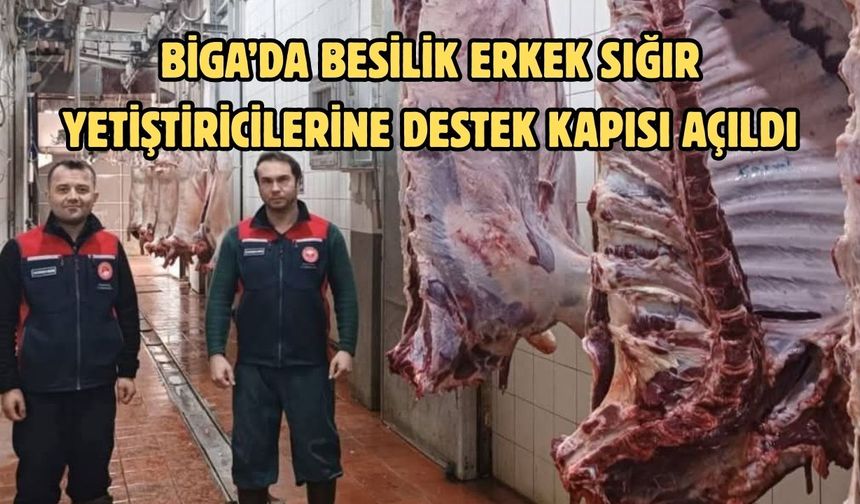 Biga’da besilik erkek sığır yetiştiricilerine destek kapısı açıldı