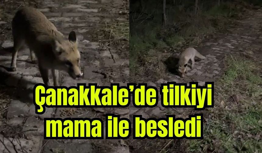 Çanakkale'de bahçesine gelen tilkiyi mama ile besledi (Video)