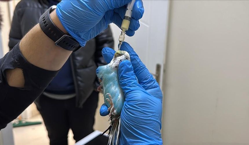 Kuşlara duyduğu sevgiyle "kuş hekimi" oldu