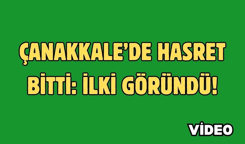 Çanakkale’de hasret bitti: İlki göründü!