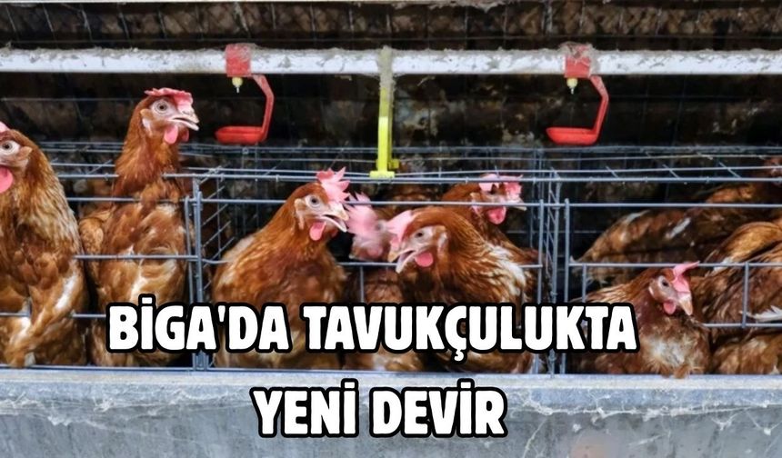 Biga'da Tavukçulukta Yeni Devir