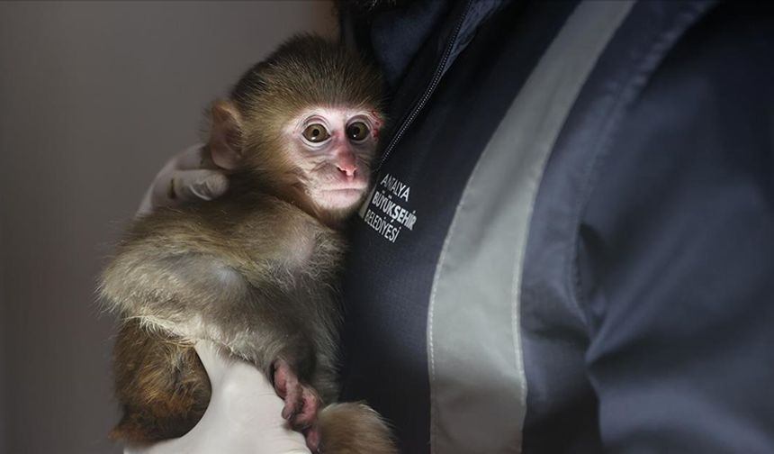 Maymun yavrusu portakal rehabilitasyonda