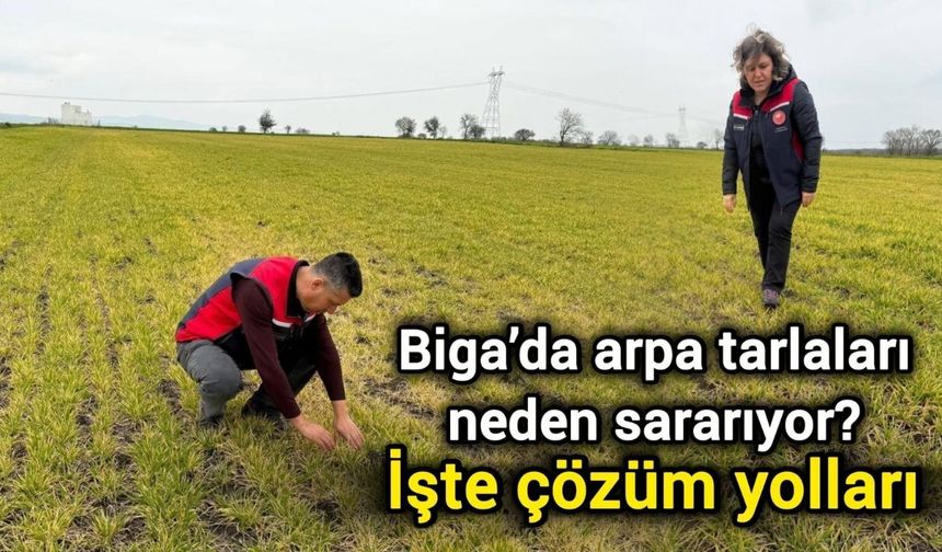 Biga’da arpa tarlaları neden sararıyor? İşte çözüm yolları