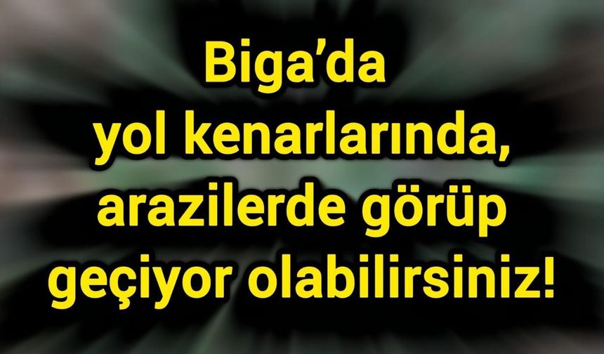 Biga’da yol kenarlarında, arazilerde görüp geçiyor olabilirsiniz!