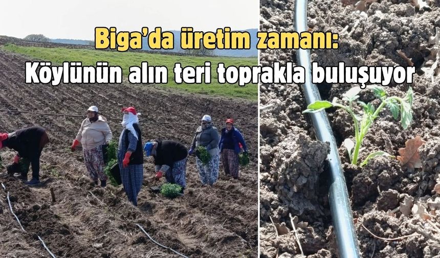 Biga’da üretim zamanı: Köylünün alın teri toprakla buluşuyor