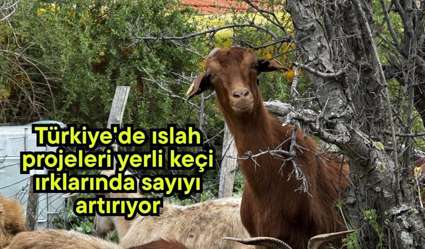 Türkiye'de ıslah projeleri yerli keçi ırklarında sayıyı artırıyor