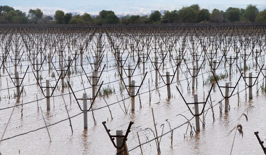 Nehri Taştı: Bağlar Sular Altında Kaldı