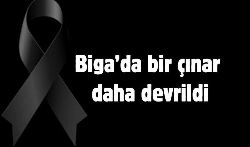 Biga’da bir çınar daha devrildi