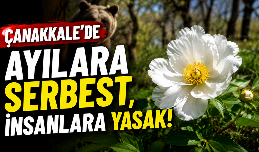 Çanakkale’de ayılara serbest, insanlara yasak!