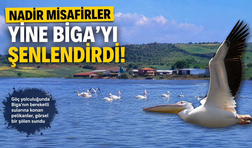 Nadir misafirler yine Biga’yı şenlendirdi