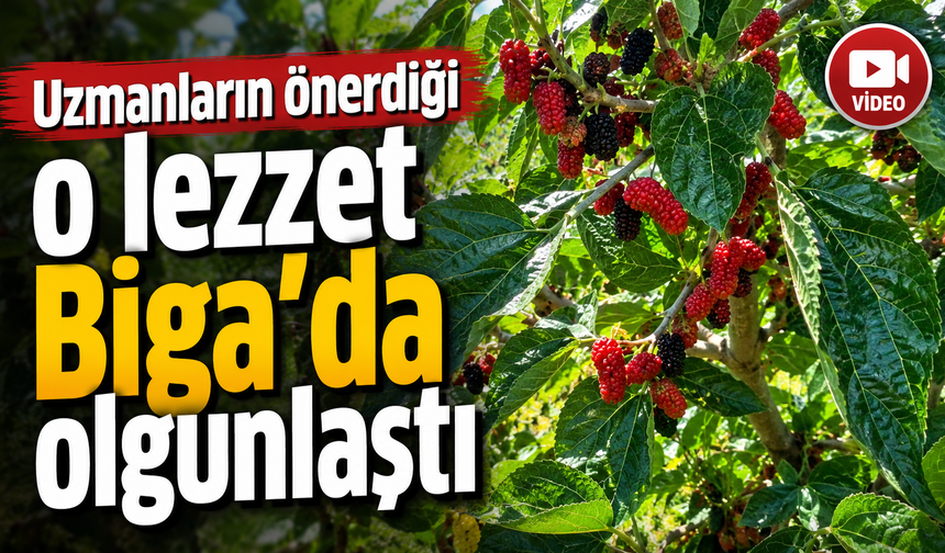 Uzmanların önerdiği o lezzet Biga’da olgunlaştı