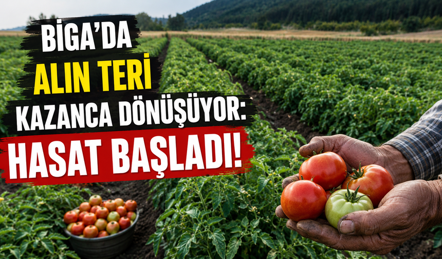 Biga’da alın teri kazanca dönüşüyor: Hasat başladı!