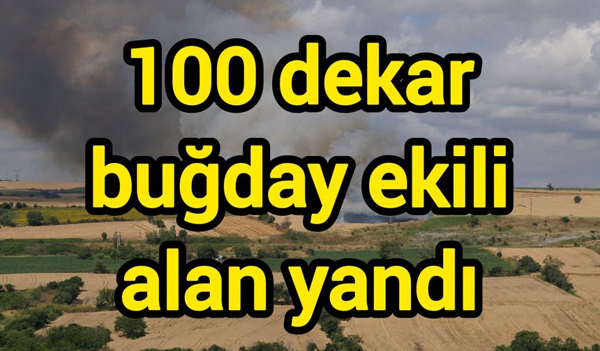 100 dekar buğday ekili alan yandı