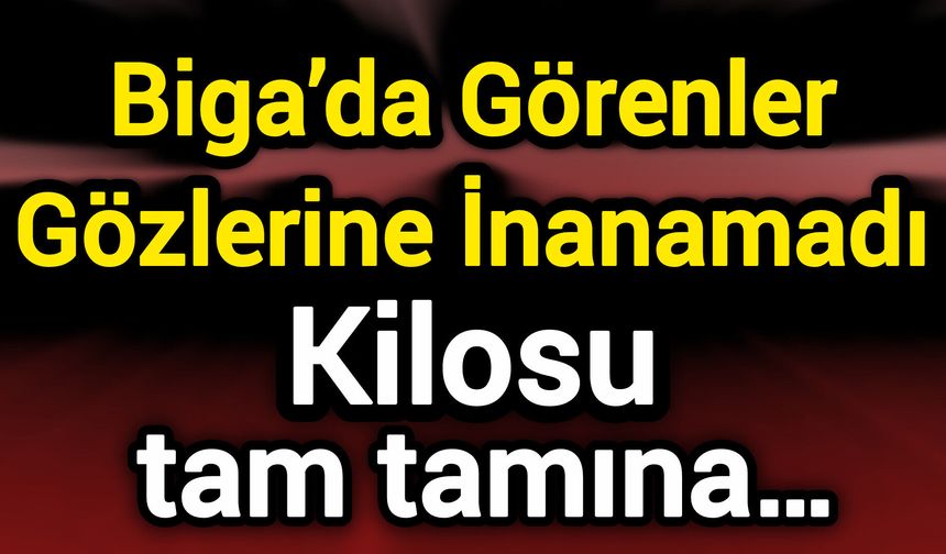 Biga’da Görenler Gözlerine İnanamadı: Kilosu tam tamına…