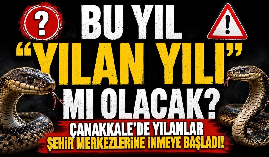 Bu Yıl "Yılan Yılı" mı Olacak? Çanakkale'de Yılanlar Şehir Merkezlerine İnmeye Başladı