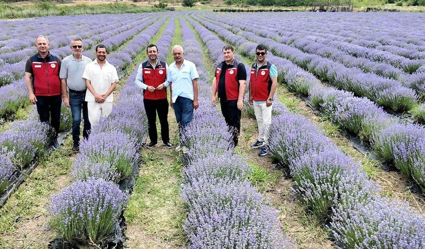 Gelibolu'da lavanta bahçeleri incelendi