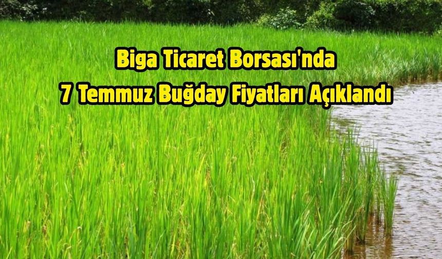 Biga Ticaret Borsası'nda 7 Temmuz Buğday Fiyatları Açıklandı
