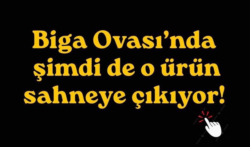 Biga Ovası’nda şimdi de o ürün sahneye çıkıyor!