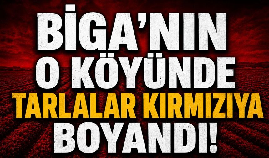 Biga'nın o köyünde tarlalar kırmızıya boyandı!