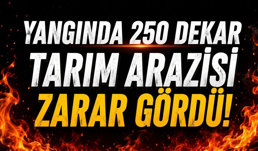 Yangında 250 dekar tarım arazisi zarar gördü