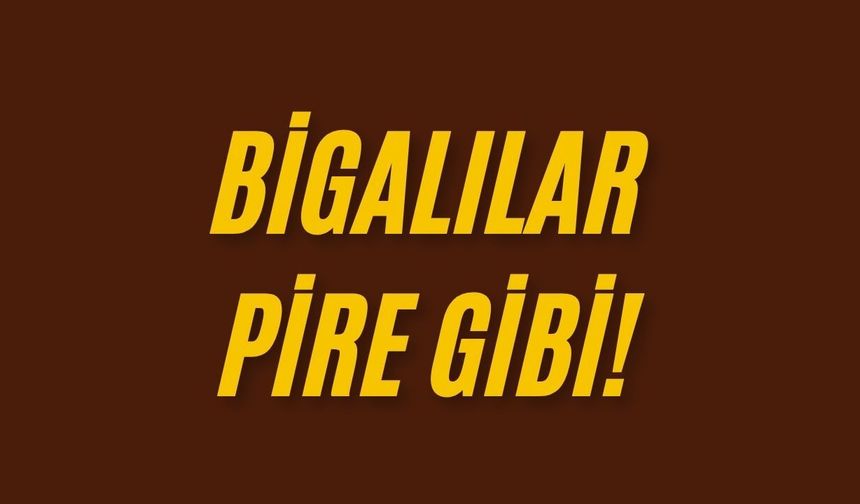 Bigalılar pire gibi!