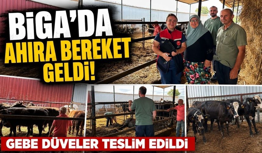 Biga’da ahıra bereket geldi! Gebe düveler teslim edildi