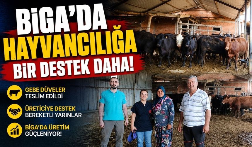 Biga’da hayvancılığa bir destek daha!