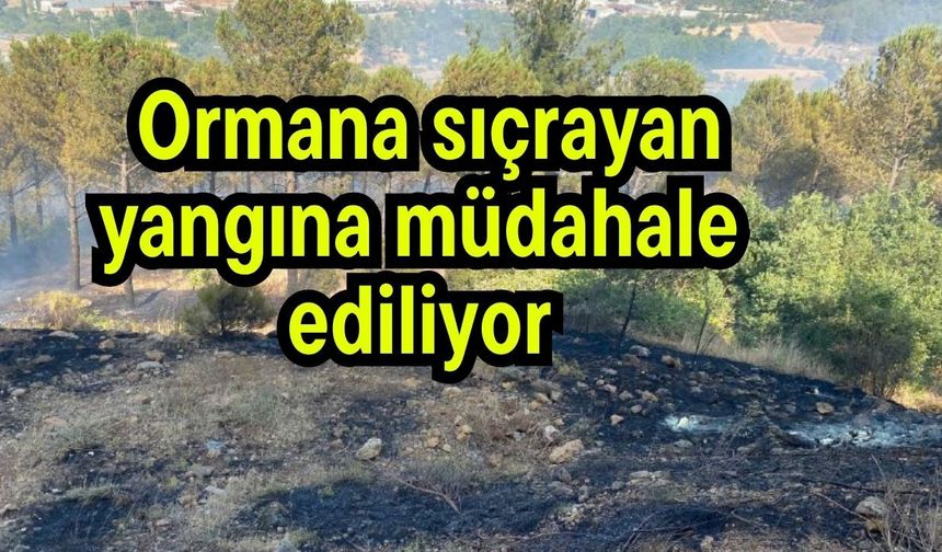 Ormana sıçrayan yangına müdahale ediliyor