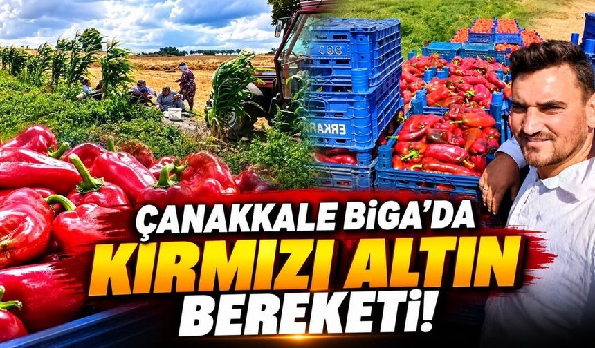 Çanakkale Biga’da kırmızı altın bereketi !
