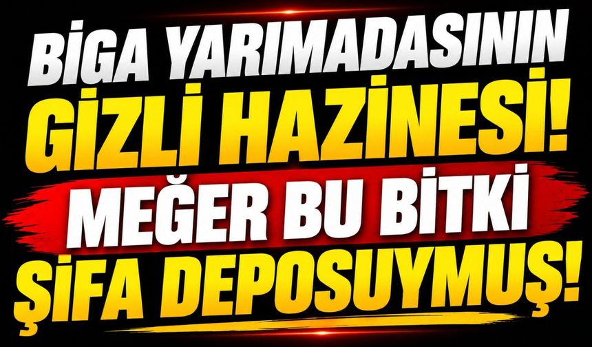 Biga Yarımadasının gizli hazinesi! Meğer bu bitki şifa deposuymuş