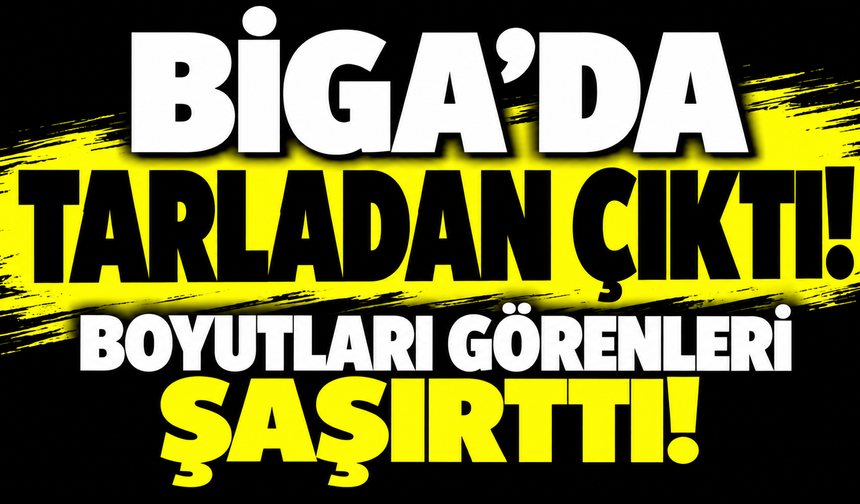 Biga’da tarladan çıktı! Boyutları görenleri şaşırttı