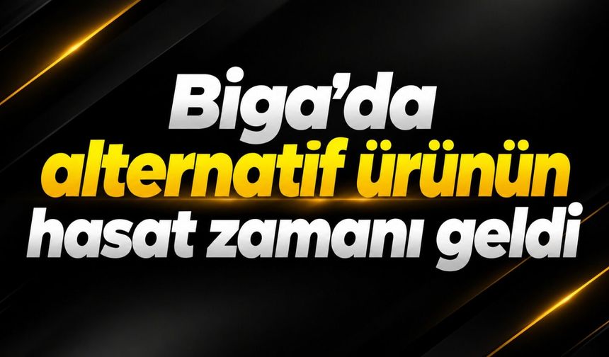 Biga’da alternatif ürünün hasat zamanı geldi