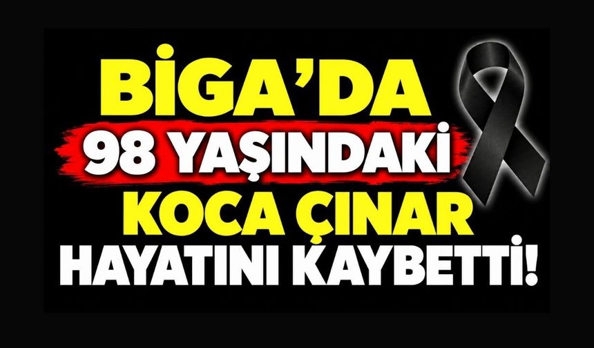 Biga’da 98 Yaşındaki Koca Çınar Hayatını Kaybetti!
