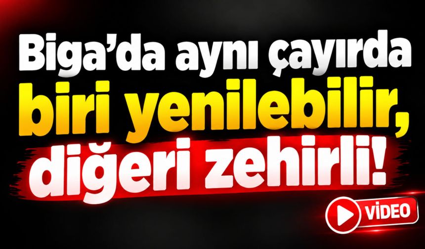 Biga’da aynı çayırda biri yenilebilir, diğeri zehirli!