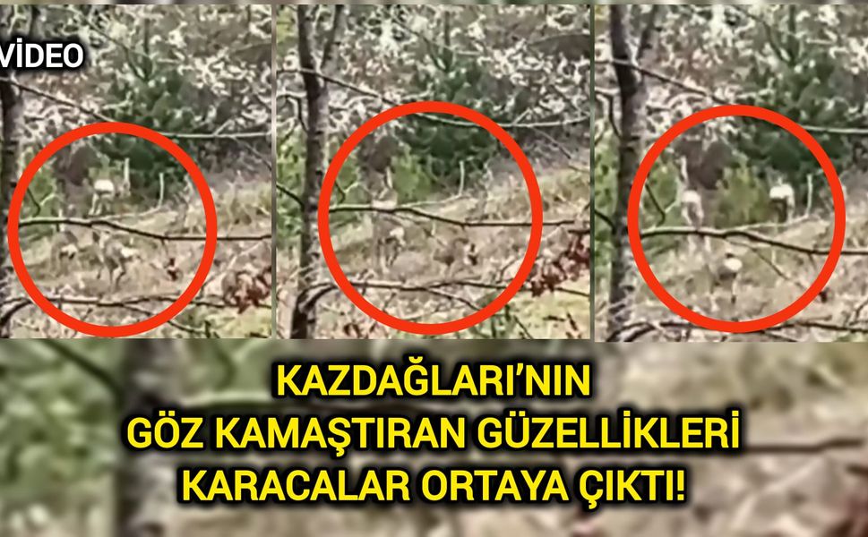 Kazdağları’nın göz kamaştıran güzellikleri: Karacalar ortaya çıktı!