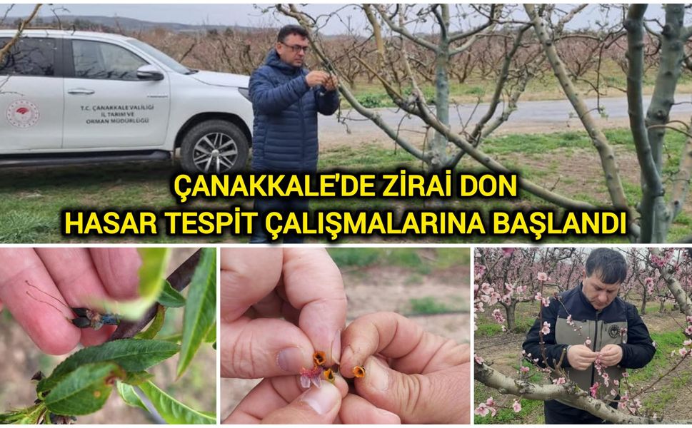 Çanakkale’de Çiftçiyi Vuran Don: Hasar Tespit Çalışmaları Başladı