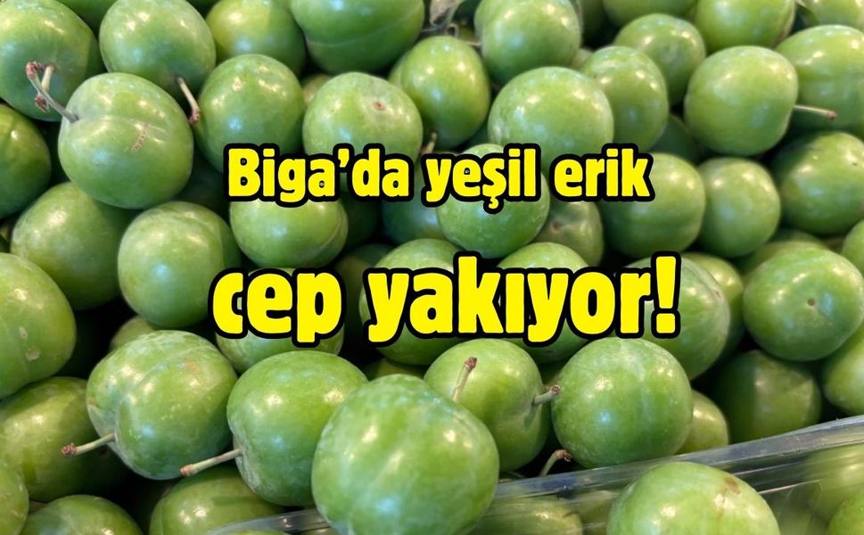 Biga’da yeşil erik cep yakıyor!