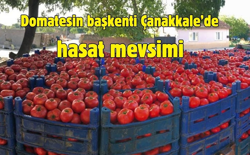 Domatesin başkenti Çanakkale’de hasat mevsimi