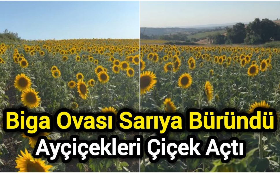 Biga Ovası Sarıya Büründü: Ayçiçekleri Çiçek Açtı