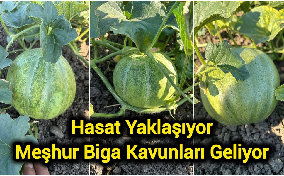 Hasat Yaklaşıyor: Meşhur Biga Kavunları Geliyor