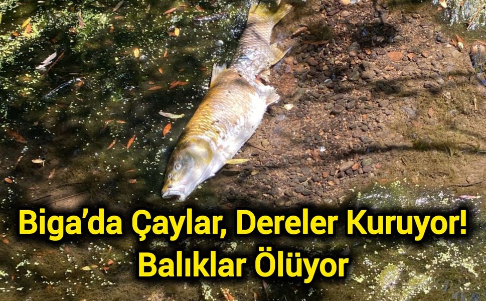Çanakkale Biga’da Çaylar, Dereler Kuruyor! Balıklar Ölüyor