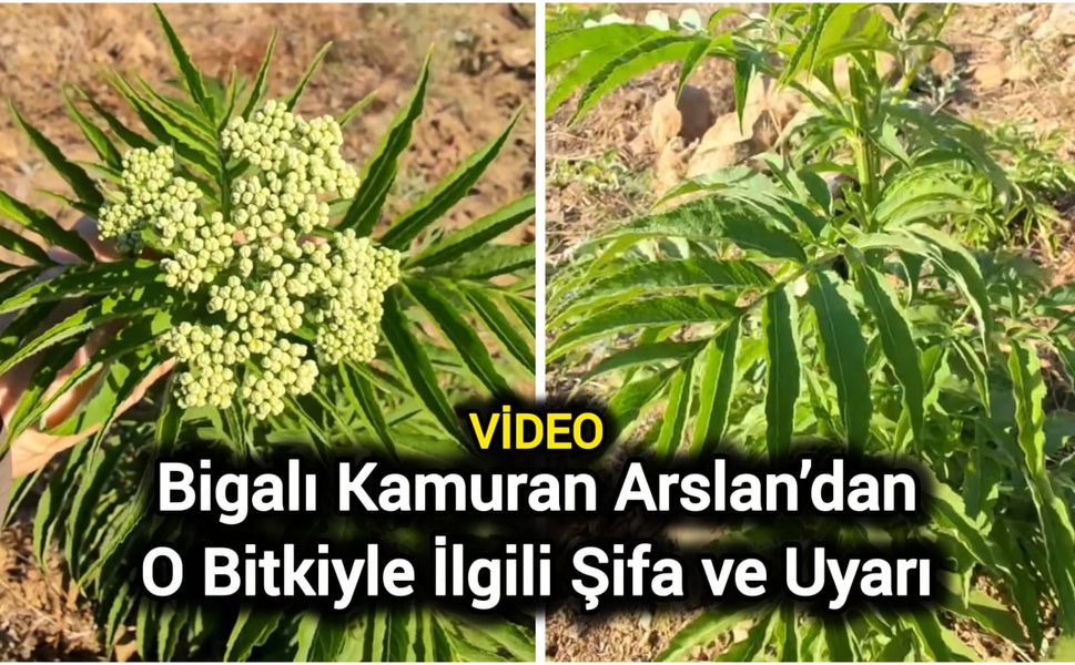 Bigalı Kamuran Arslan’dan O Bitkiyle İlgili Şifa ve Uyarı